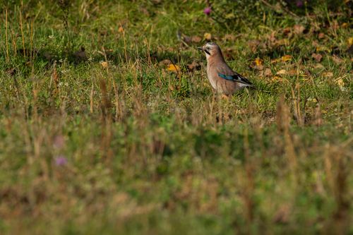 Free Eurasian Jay bird standing in lush, grassy field during autumn season outdoors. Stock Photo