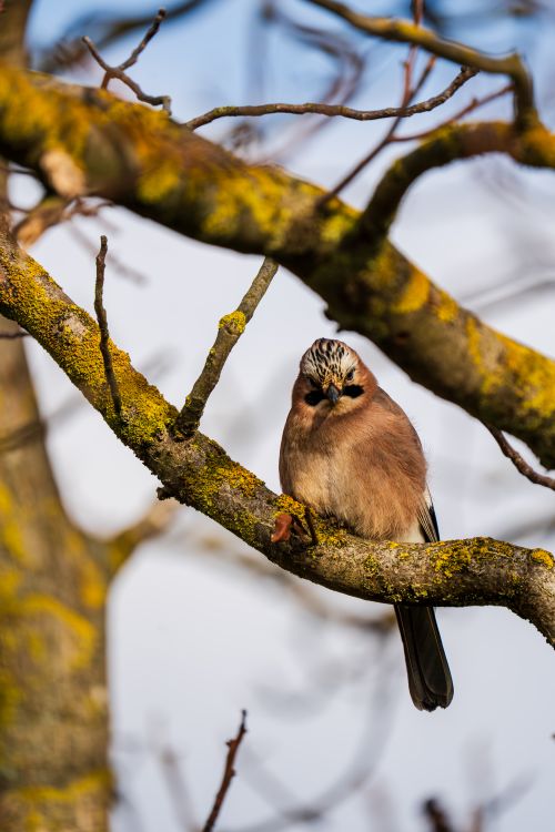 Free A European Jay sits on a lichen-covered branch in a winter scene, highlighting its vibrant plumage. Stock Photo