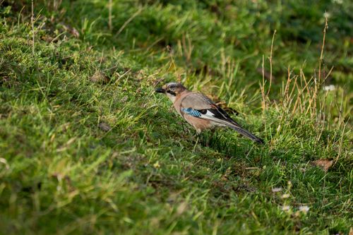 Free A Eurasian Jay standing on green grass in a natural outdoor setting, showcasing its colorful plumage. Stock Photo