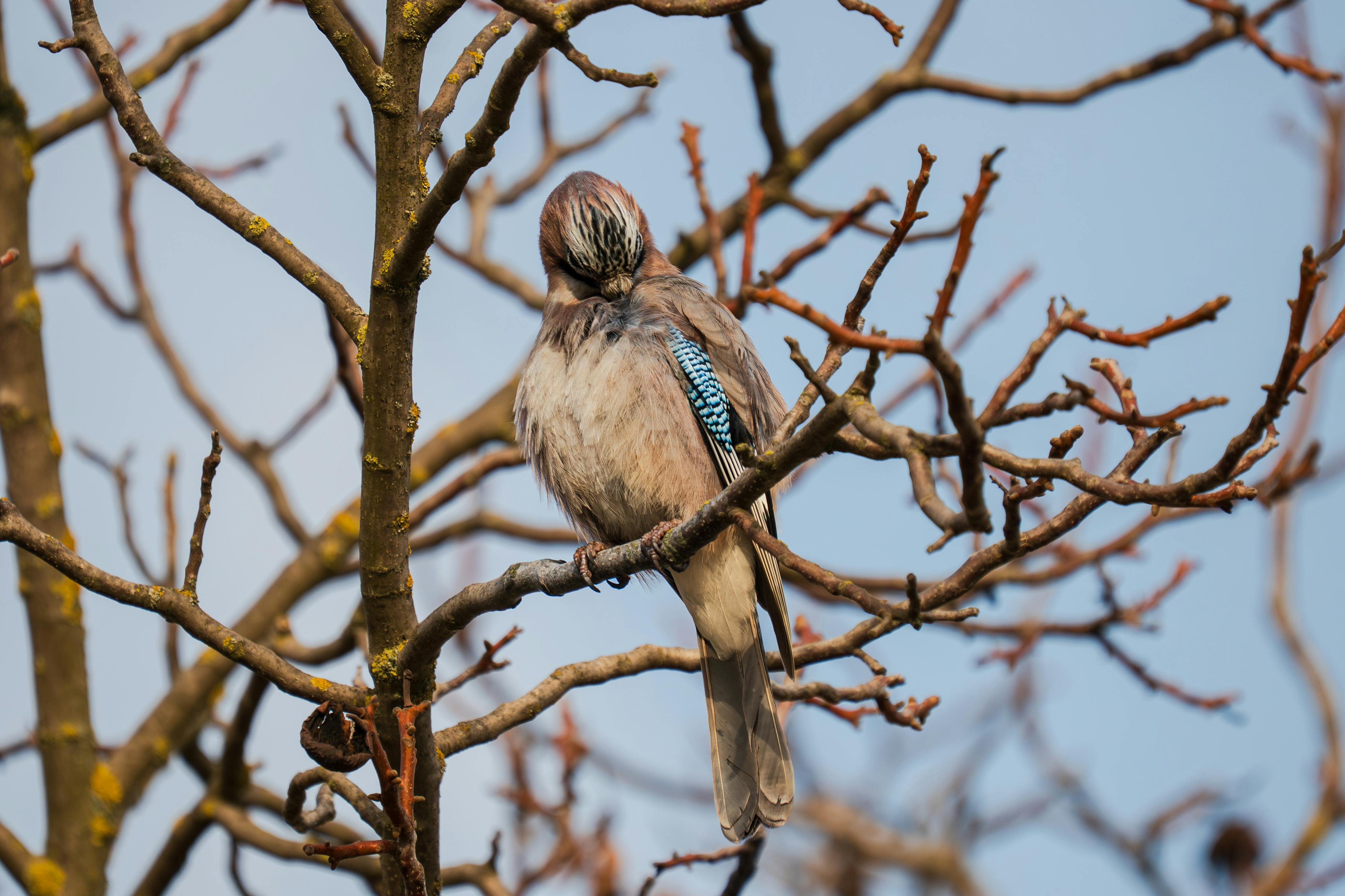 A Eurasian jay bird perched calmly on leafless branches, showcasing vivid plumage.