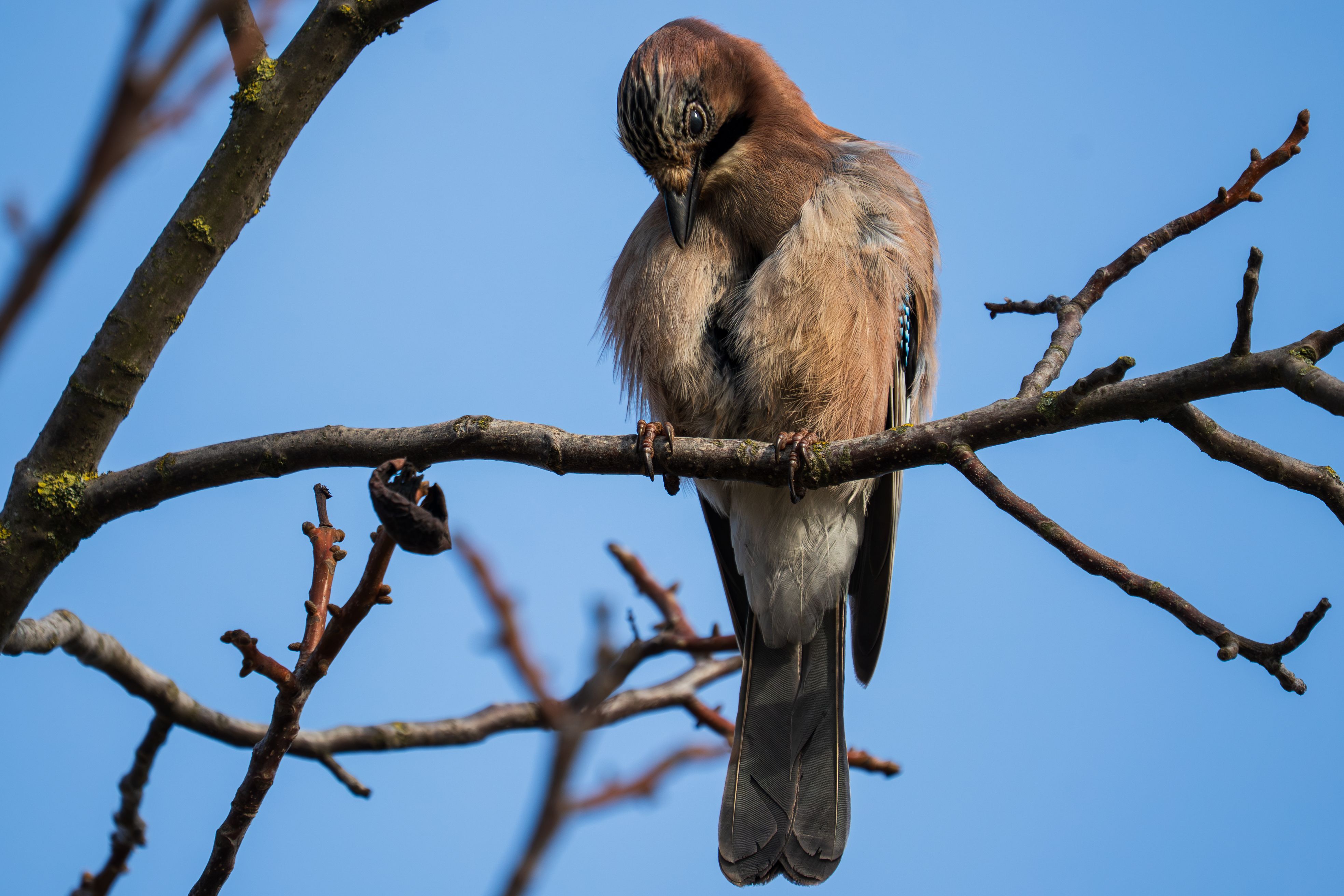 A Eurasian Jay (Garrulus glandarius) rests on a branch against a clear blue sky.