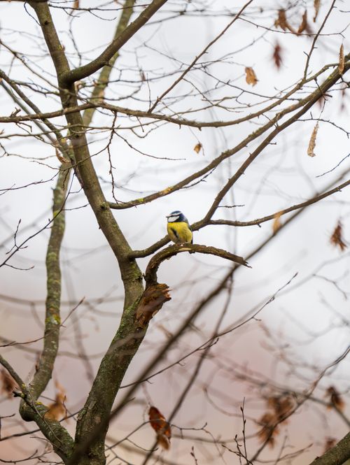 Free A blue tit sits on a bare tree branch in a serene winter setting. Stock Photo