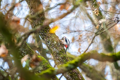 Free Great spotted woodpecker clinging to a moss-covered tree branch in a forest during fall. Stock Photo