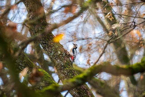 Free A Great Spotted Woodpecker perched on a moss-covered tree in a forest during fall. Stock Photo