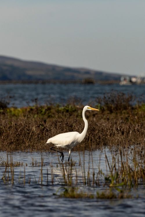 Free Great egret standing gracefully in a serene wetland landscape during daytime. Stock Photo