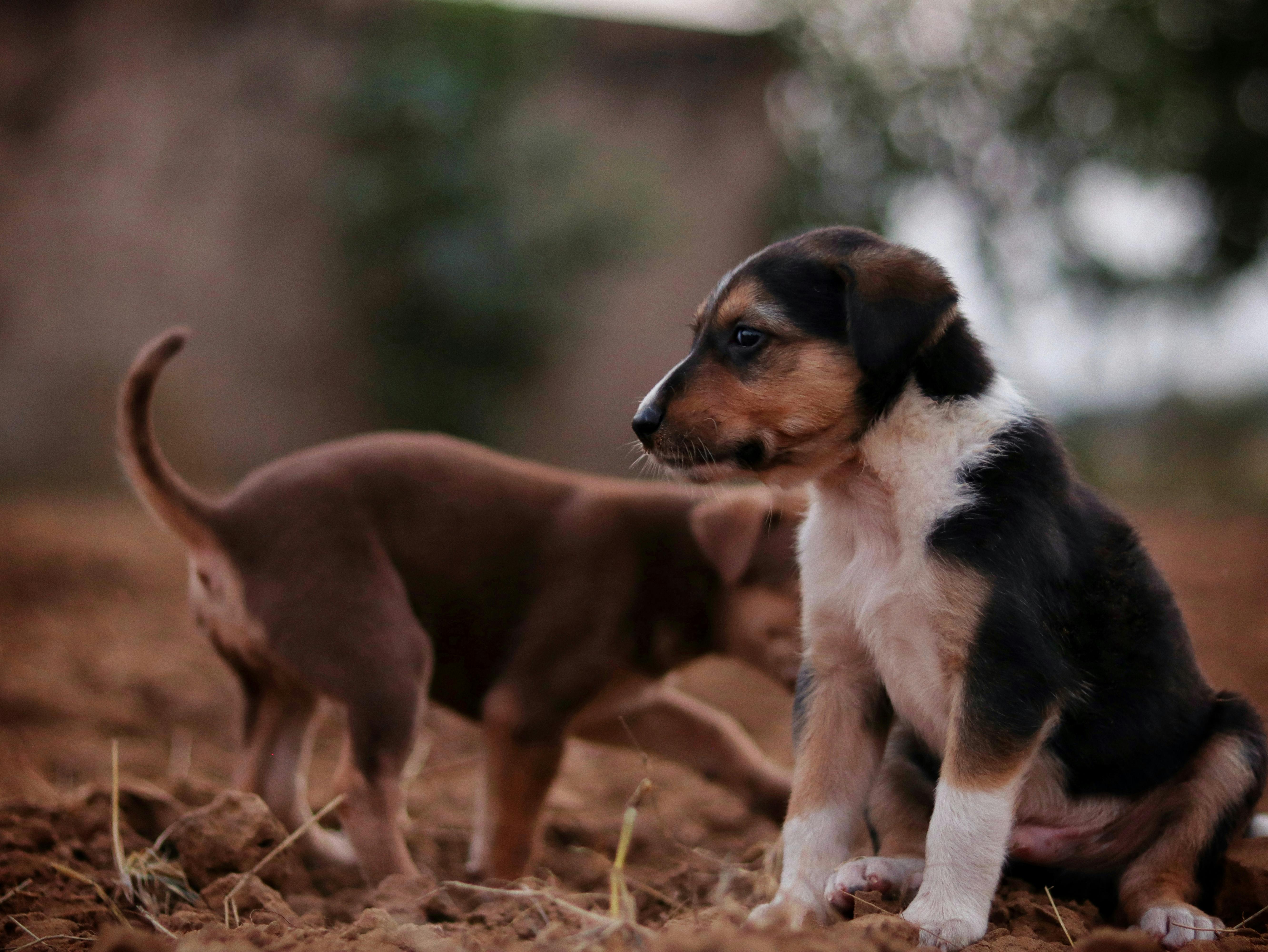 pet lifestyle bhopal — Photo by Sudhir Sangwan on Pexels