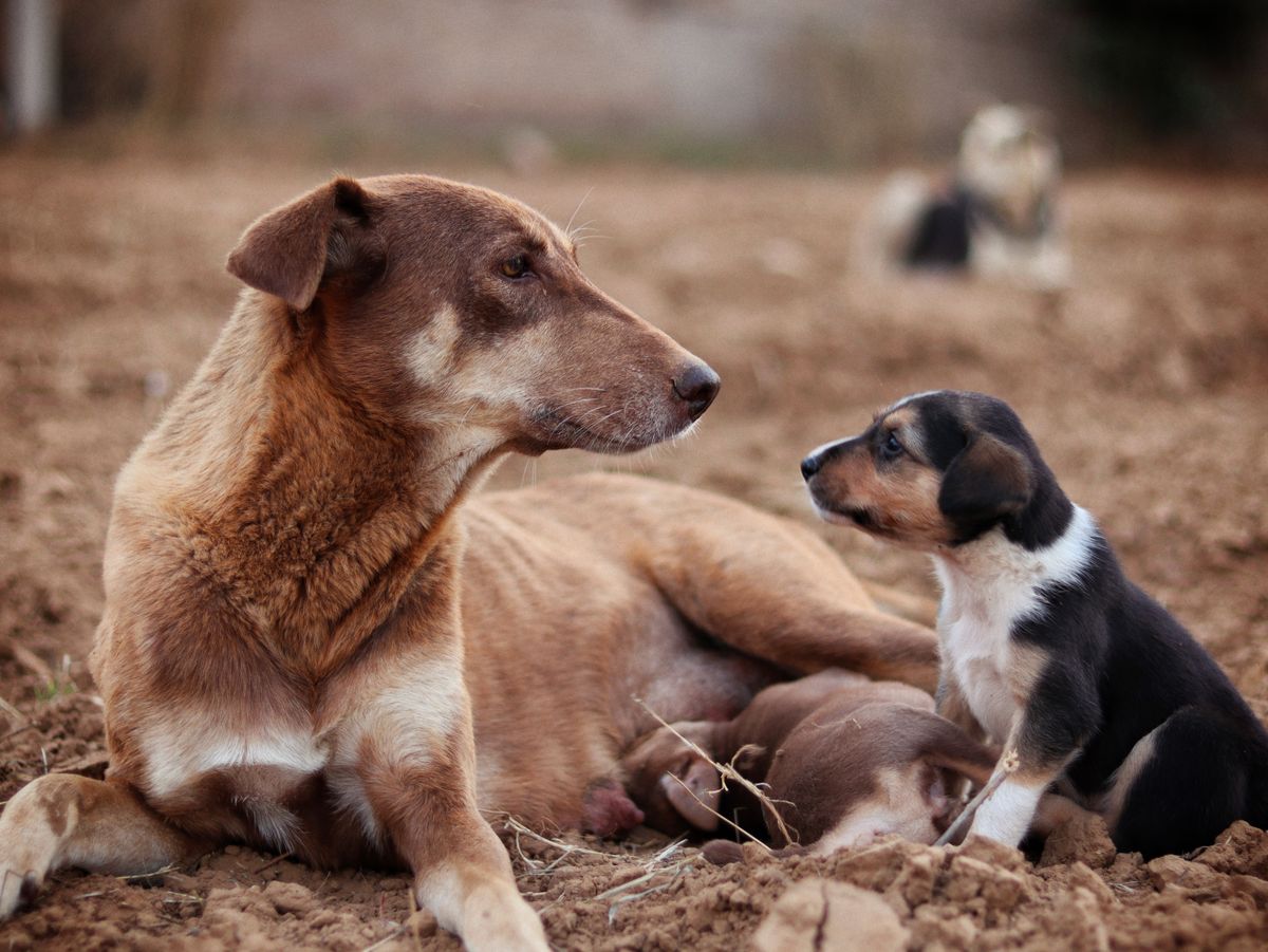 Köpek Kaç Ayda Doğurur? Hafta Hafta Gebelik ve Doğum Takvimi
