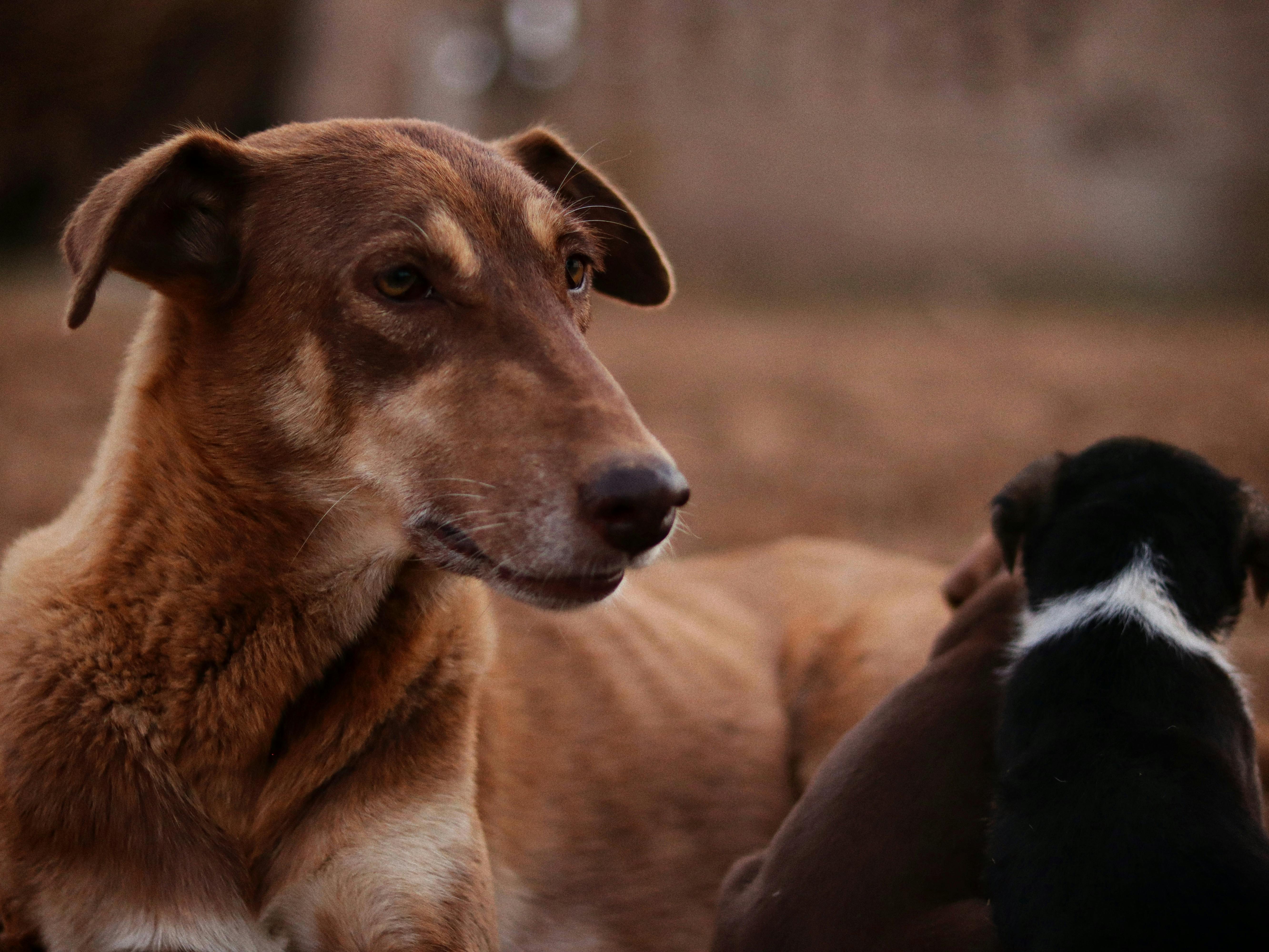 Animal Care Services Offers Pet Safety Tips for Easter — Photo by Sudhir Sangwan on Pexels