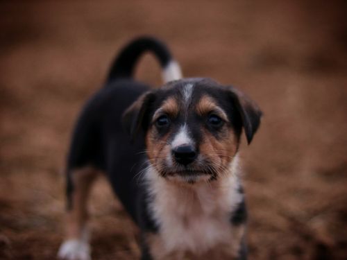 Free Cute puppy with brown and white fur in a curious pose, outdoors. Stock Photo