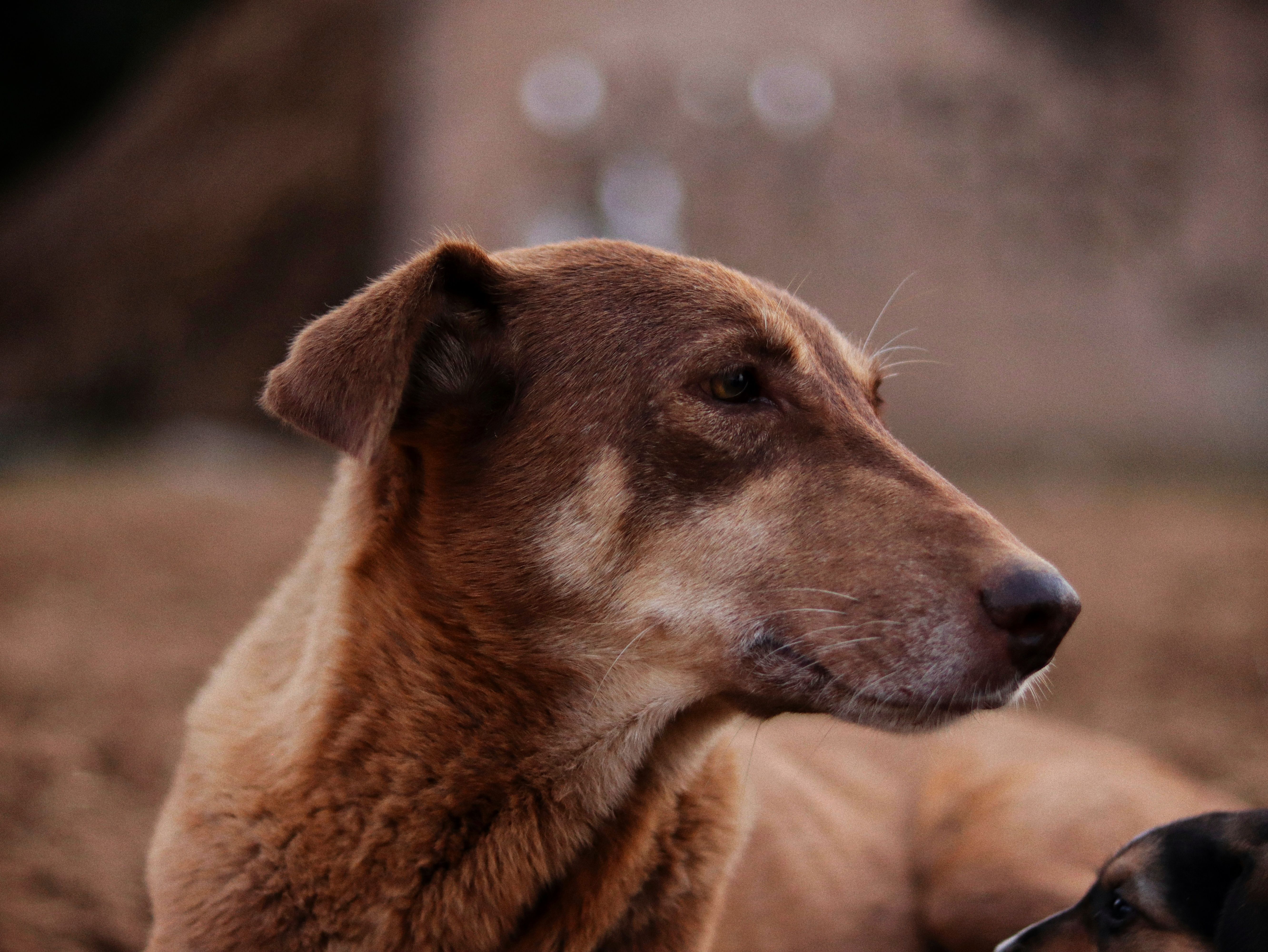 A dog undergoing diagnostic blood testing at a veterinary clinic