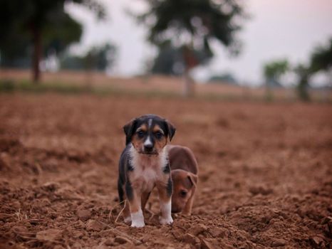 Two puppies exploring an open field with a blurred background. Cute and playful