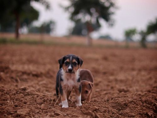 Free Two puppies exploring an open field with a blurred background. Cute and playful Stock Photo
