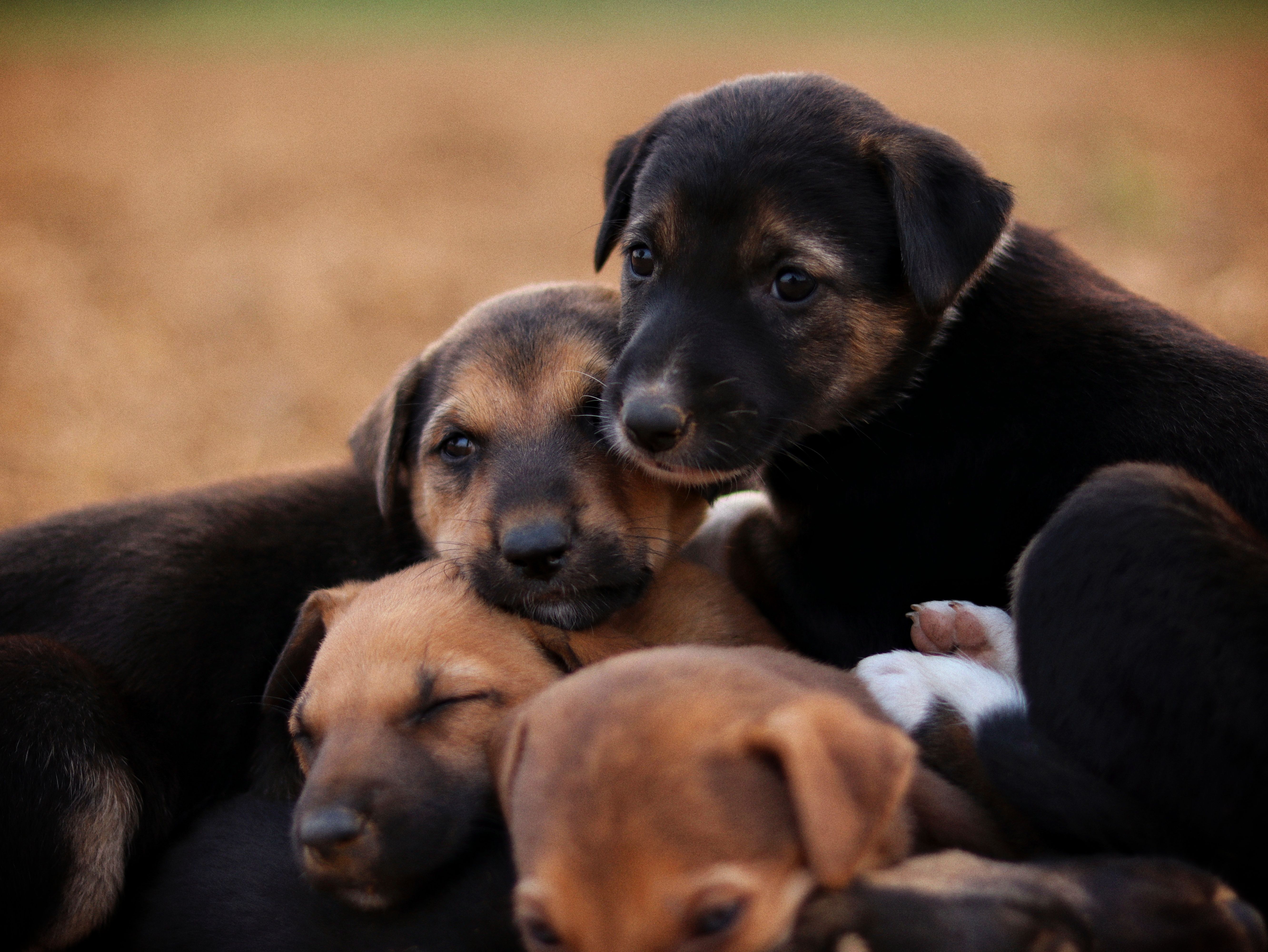 Pet Shops Near Me In Geraldton: Responsible Pet Care Guide for Australian Families