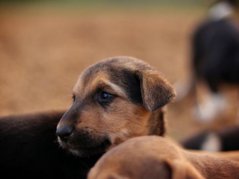 A warm close-up portrait of an adorable puppy with a soft brown fur coat.