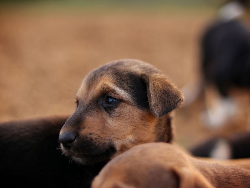 A warm close-up portrait of an adorable puppy with a soft brown fur coat.