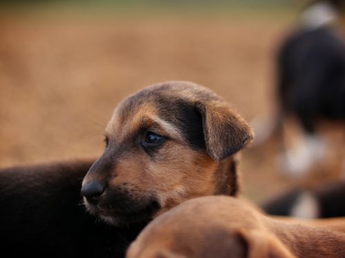 Free A warm close-up portrait of an adorable puppy with a soft brown fur coat. Stock Photo