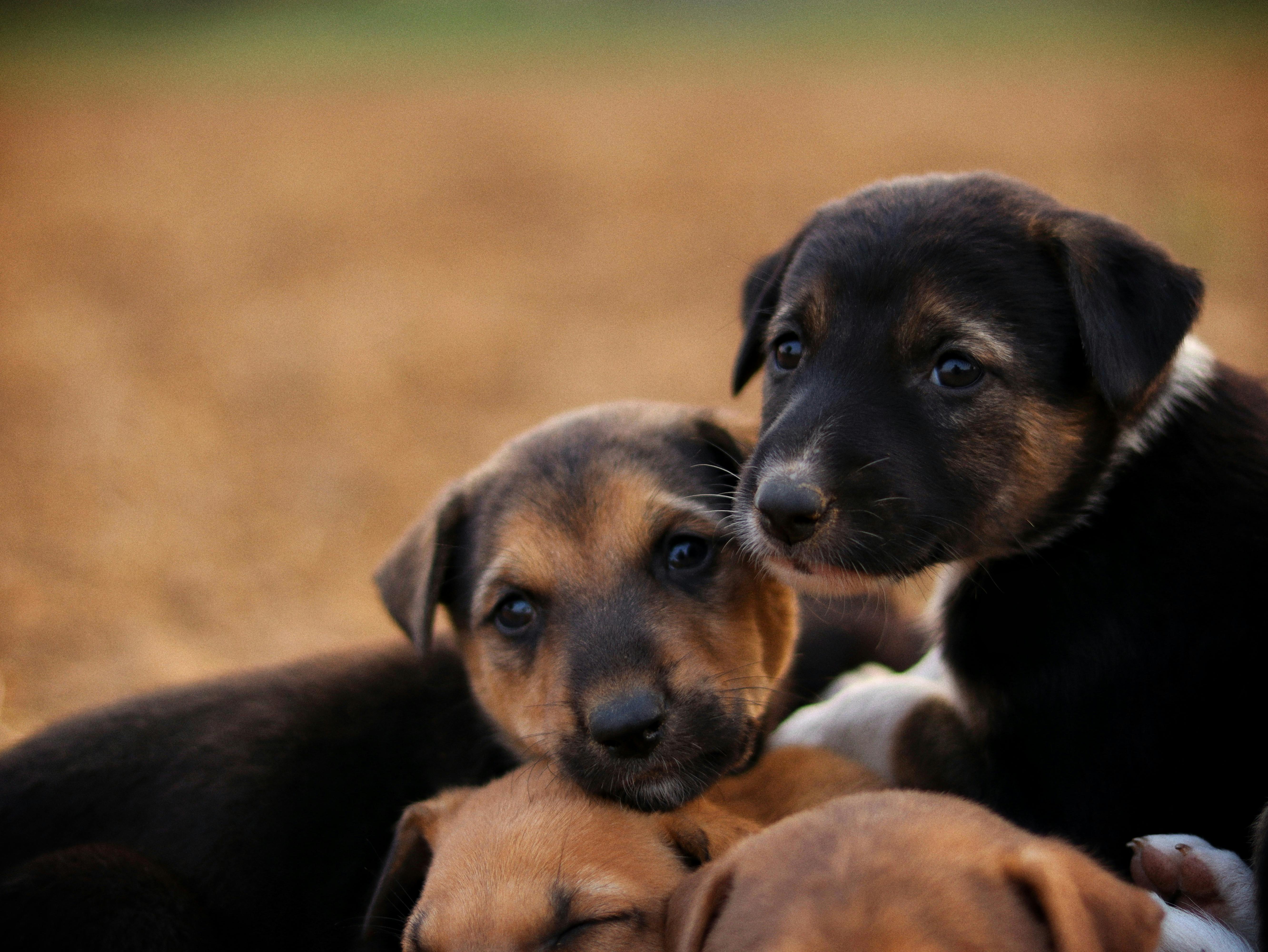 Regulating the Pet Insurance Market: An Overview of Florida’s New Statutory Framework — Photo by Sudhir Sangwan on Pexels