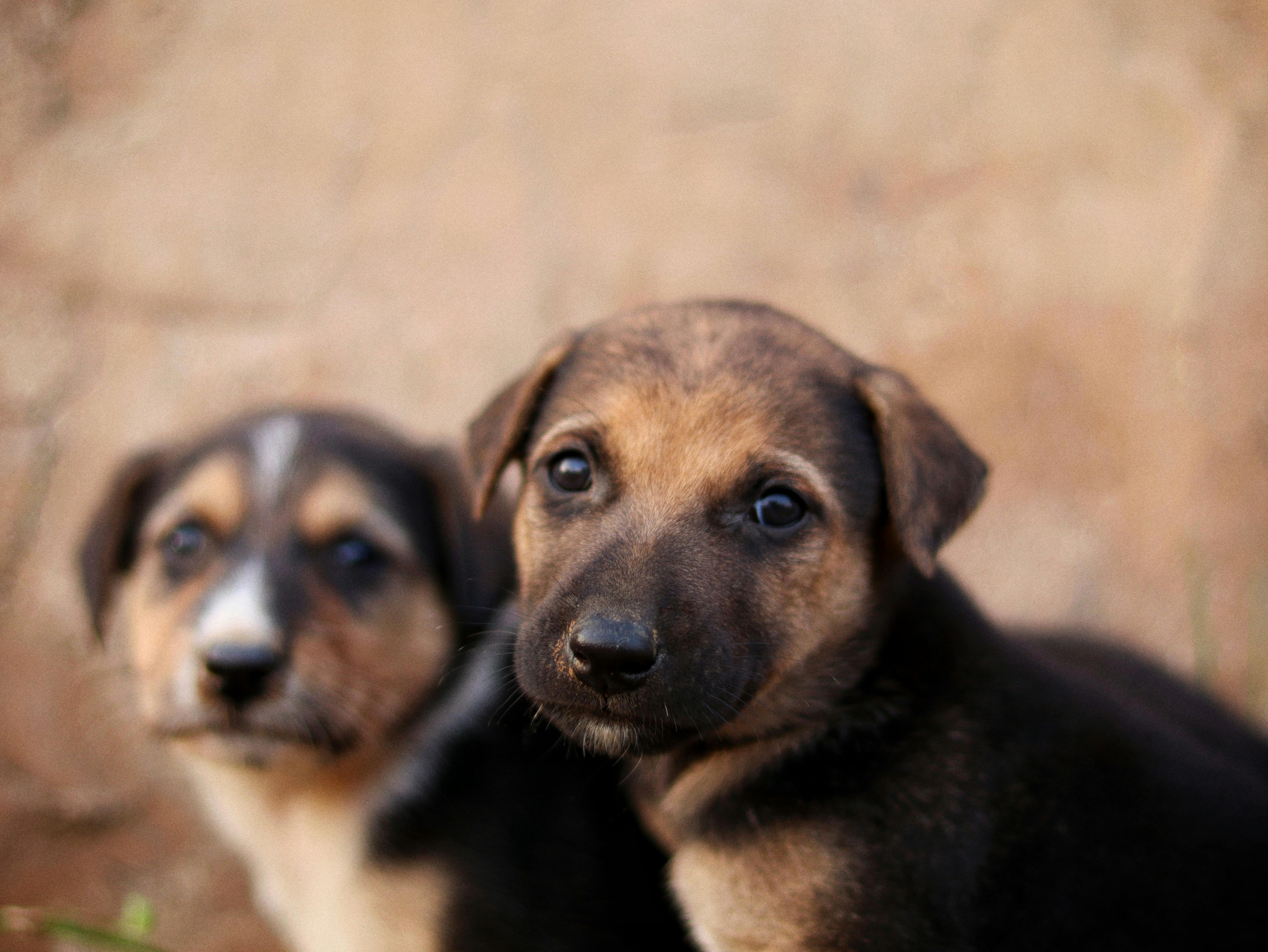 Federation dog care moment for kennel inspection with calm training focus