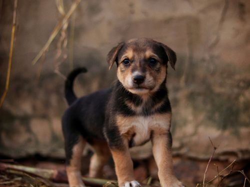 Free Cute mixed-breed puppy standing outdoors, gazing curiously. Stock Photo