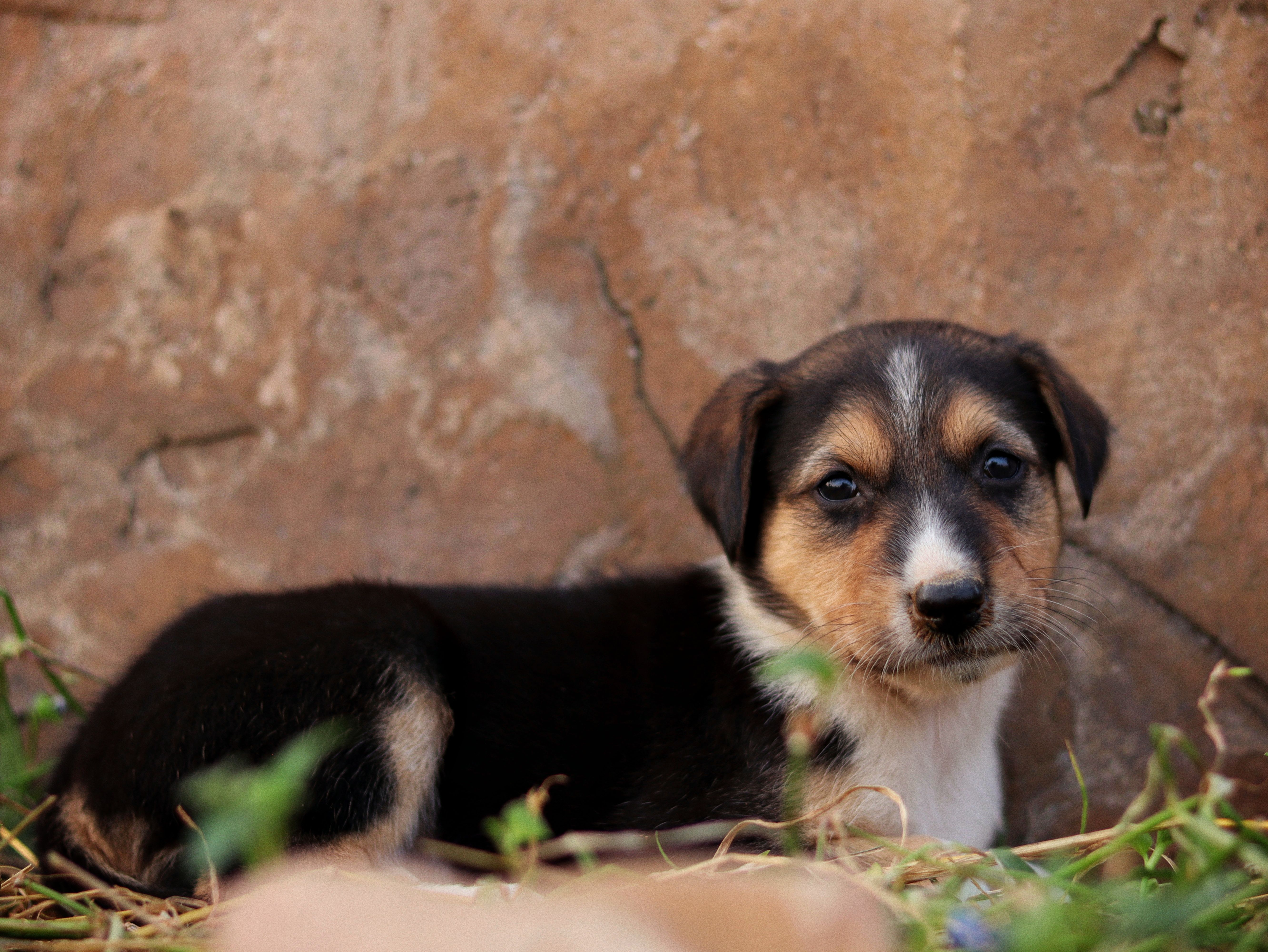 Amazon Purina Pro Plan Weight Management: Balanced Nutrition for Dogs in Focus *fHKNkFhOD* — Photo by Sudhir Sangwan on Pexel