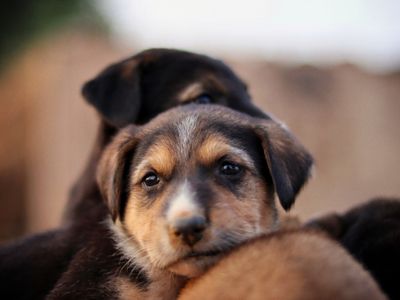 My Dog Pulled So Hard on Runs the Vet Noticed His Gait — Here's What We Changed