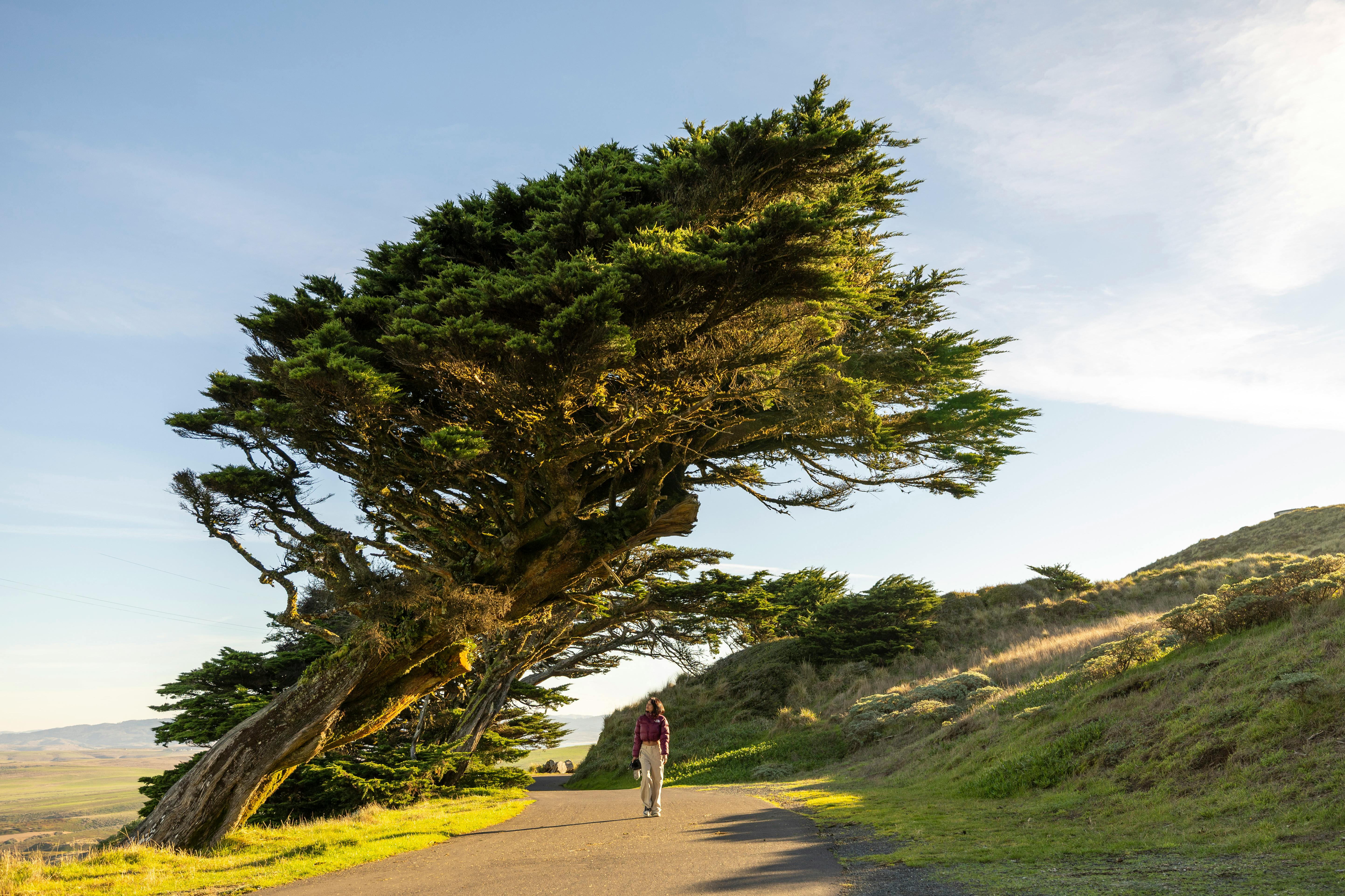 Person walking on path under wind-shaped tree, scenic landscape