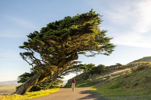 Person walking on path under wind-shaped tree, scenic landscape