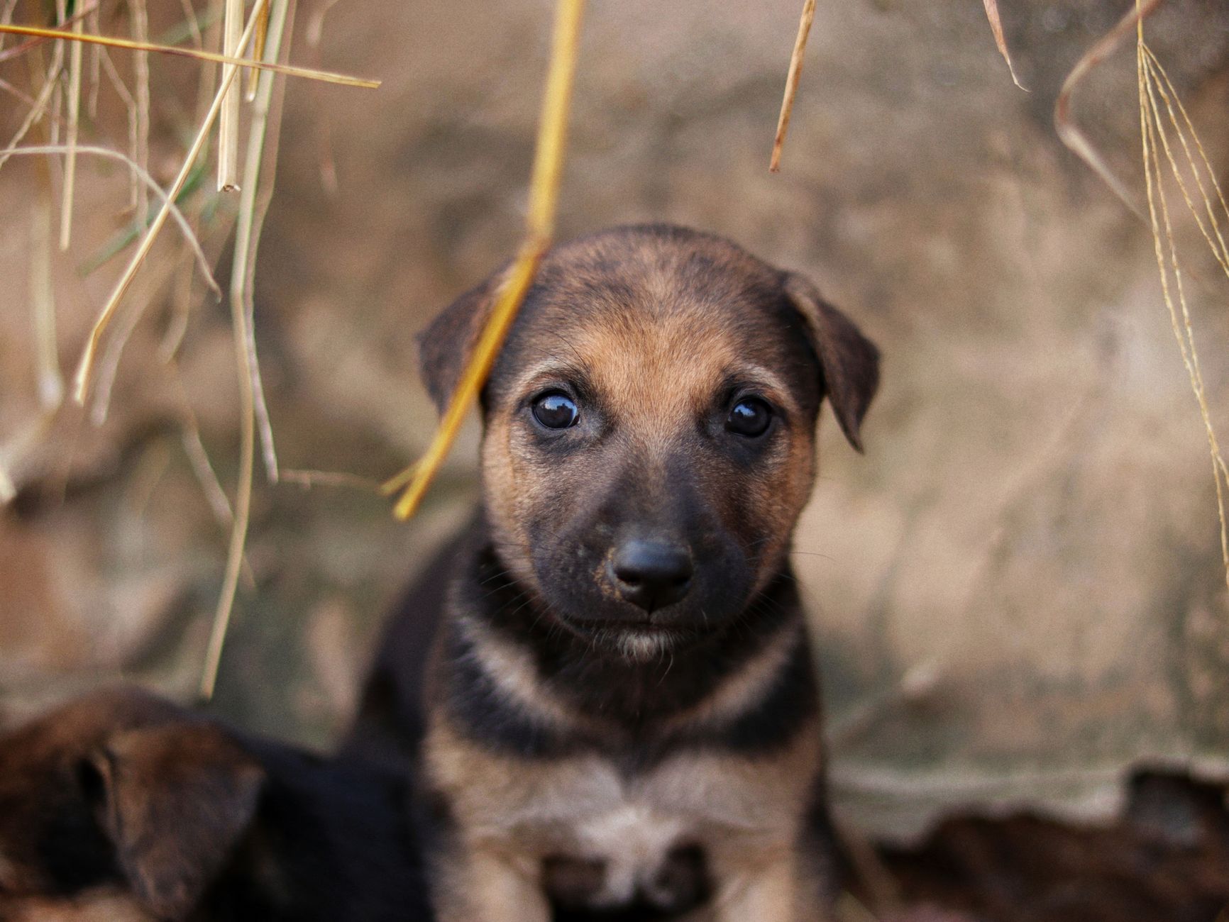 Portrait of a dog at a veterinary clinic