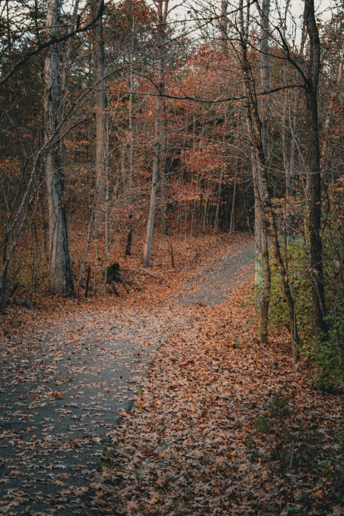 Serene Autumn Pathway Through Colorful Forest · Free Stock Photo