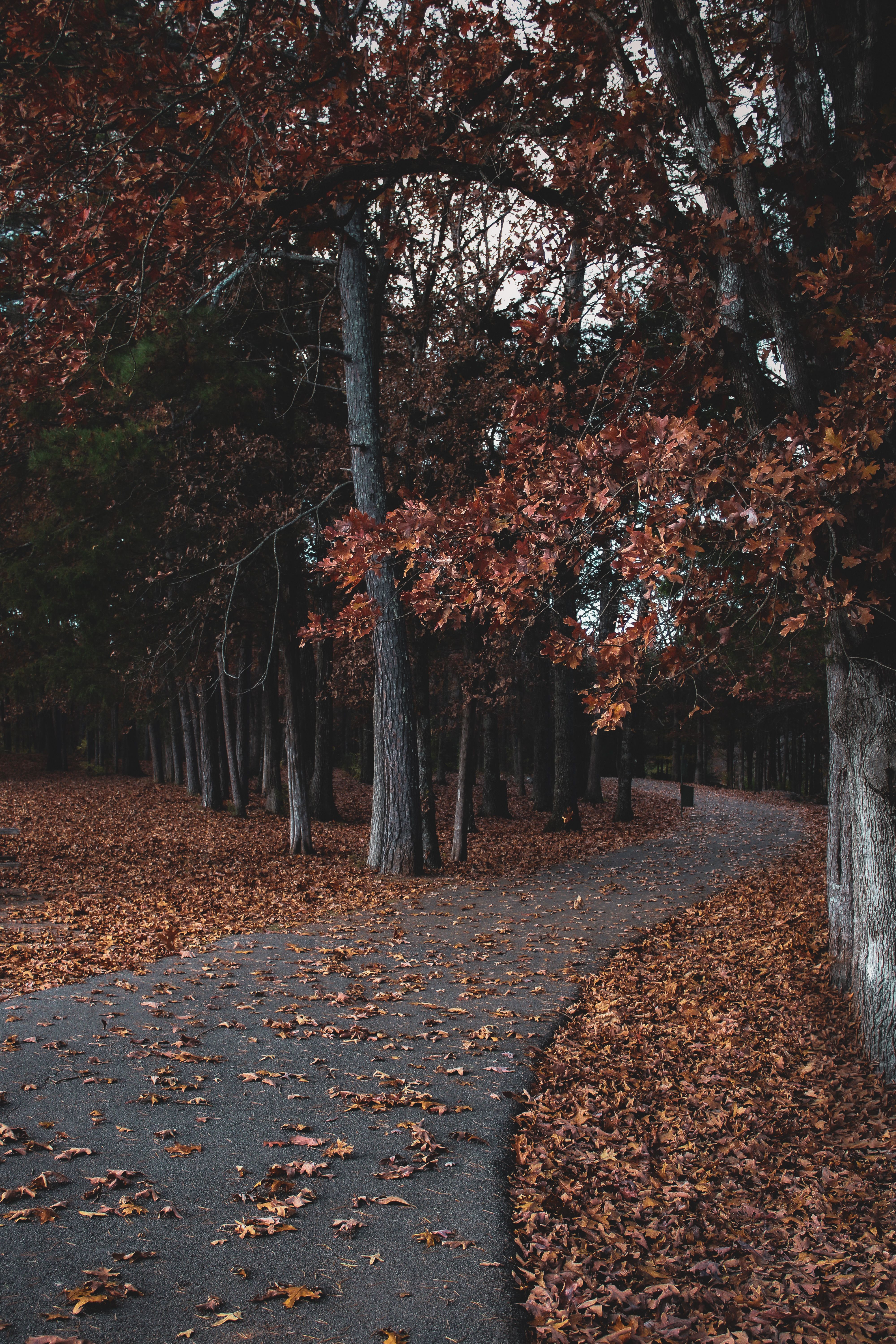Serene Pathway Through Autumn Forest · Free Stock Photo