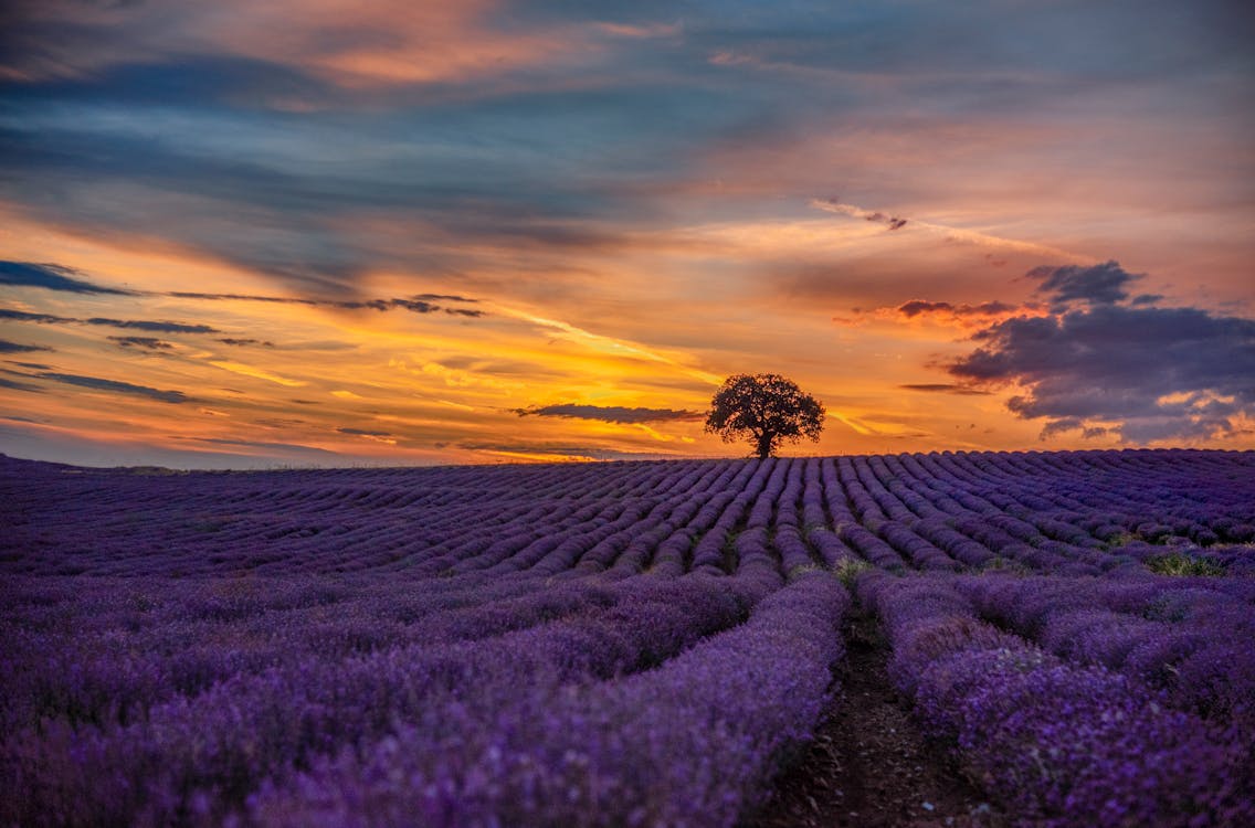 Campo De Flores Moradas Durante La Puesta De Sol · Foto de stock gratuita