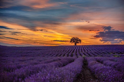 Free Purple Flower Field during Sunset Stock Photo