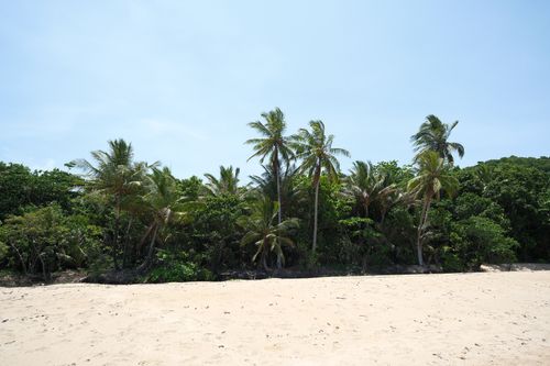 Free Peaceful tropical beach with lush palm trees under a clear blue sky. Stock Photo