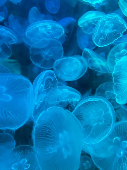 Free A mesmerizing view of blue jellyfish gliding gracefully in an aquarium. Stock Photo