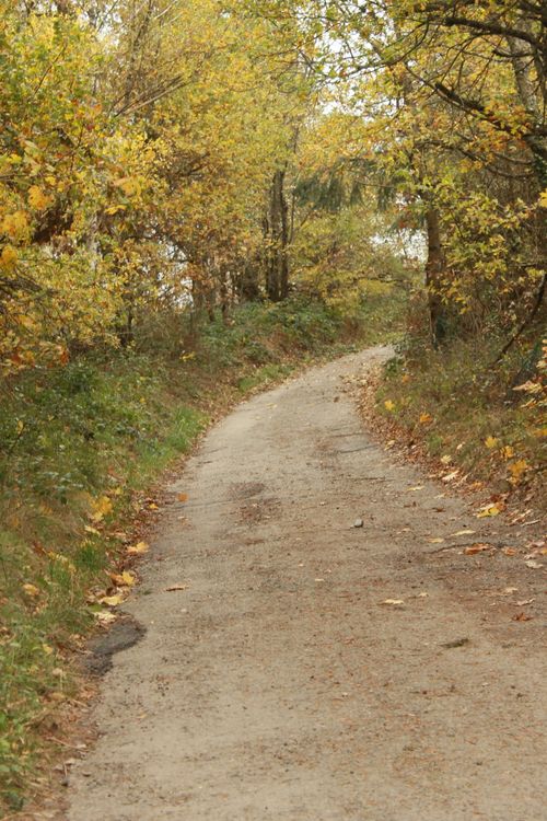 Free A tranquil forest pathway surrounded by vibrant autumn foliage, perfect for fall walks. Stock Photo