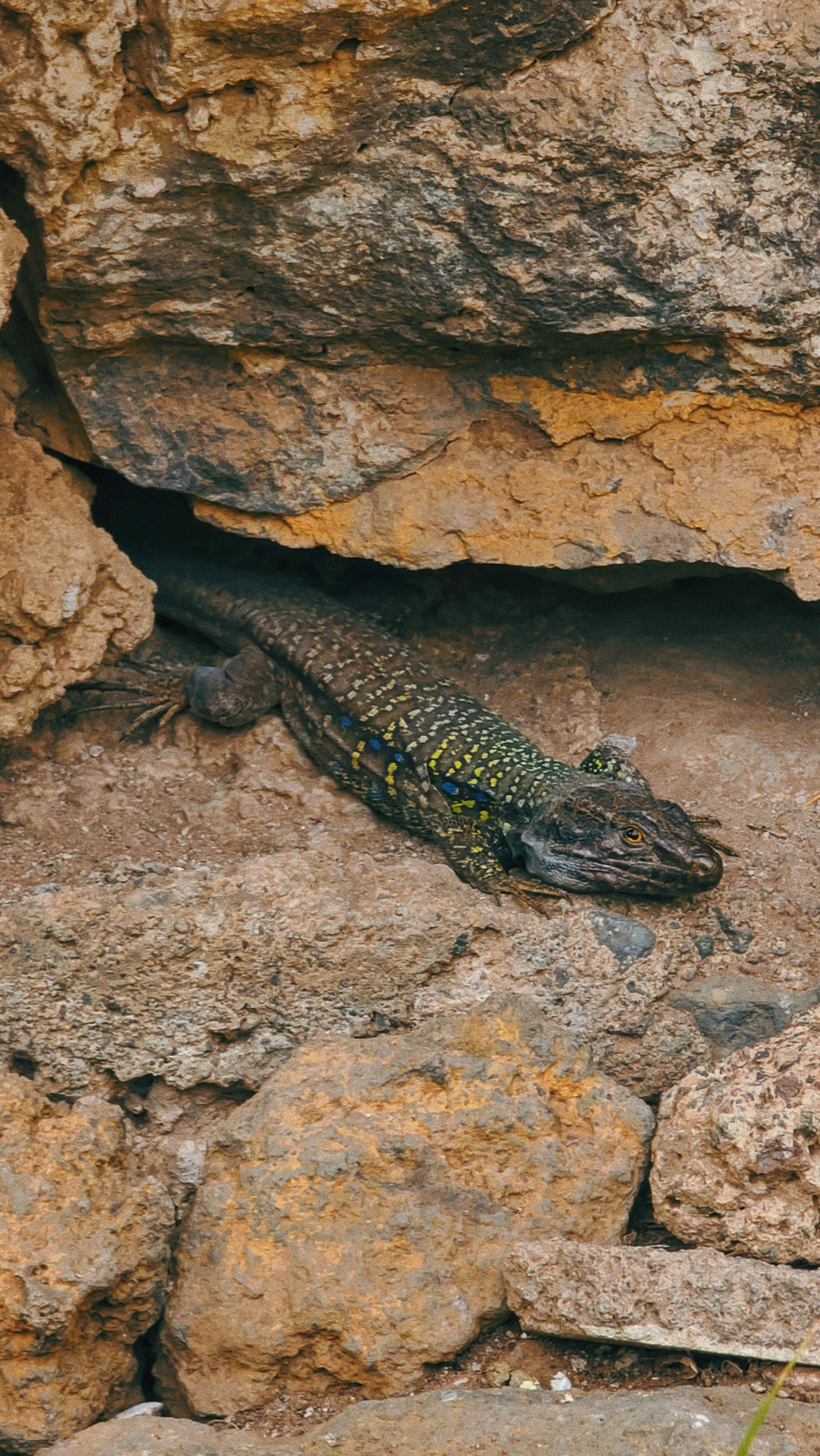 A lizard camouflages against reddish rocks in a natural Spanish landscape.