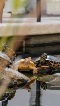 turtle photo