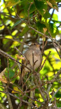A close-up of a sparrow resting in a tree amid vibrant foliage in Estero, FL.