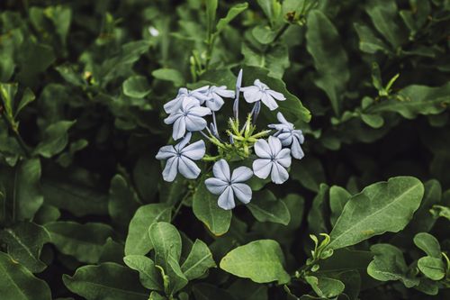 Free A vibrant close-up of Plumbago auriculata amidst lush green foliage, showcasing nature's beauty. Stock Photo
