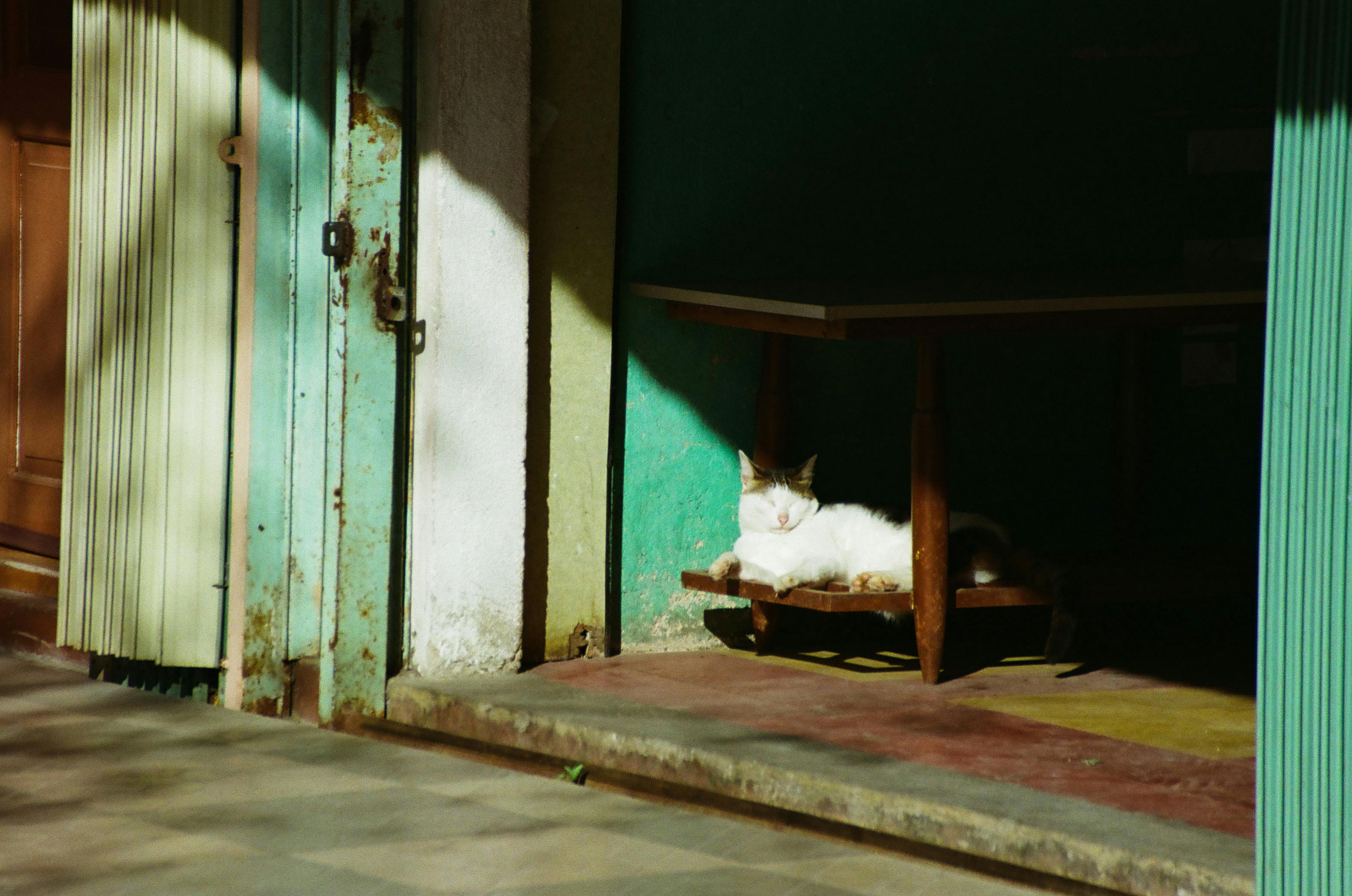 Gato condenado à “prisão domiciliar” na França: o caso de Rémi