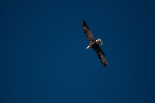 Free A bald eagle flying high in a clear blue sky, showcasing its powerful wingspan and majestic presence. Stock Photo