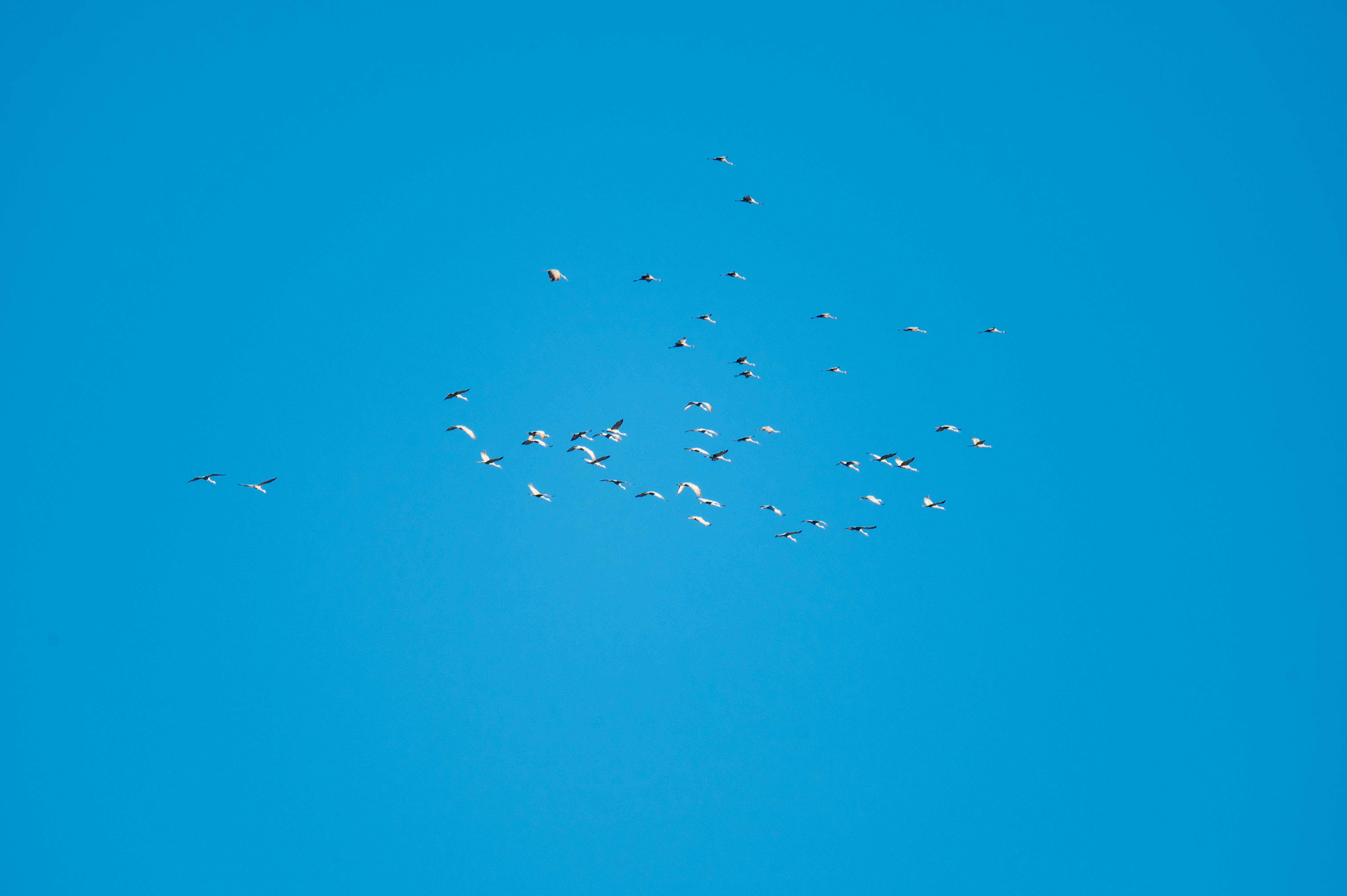 Gratuit Un paisible vol d'oiseaux planant dans un ciel d'un bleu éclatant, offrant un spectacle magnifique de la nature. Photos