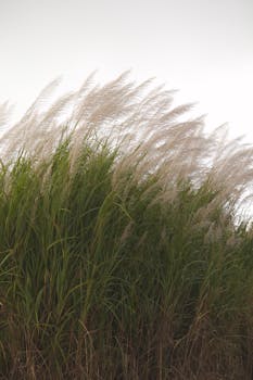 Lush green grass swaying elegantly against a cloudy sky.