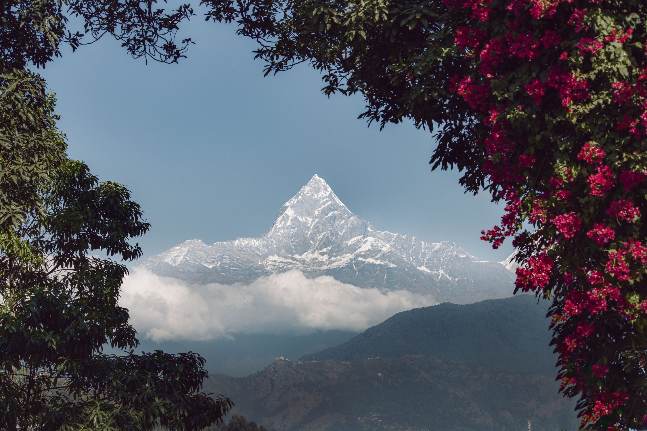 Breathtaking scenery of Machapuchare peak framed with vibrant flowers and lush foliage in Pokhara, Nepal.