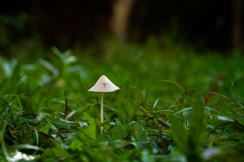 Free A single white mushroom stands out among vibrant green blades of grass, capturing nature's delicate beauty. Stock Photo