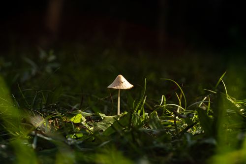 Free A small mushroom in a patch of sunlit grass, surrounded by shadows, creating a dramatic contrast. Stock Photo