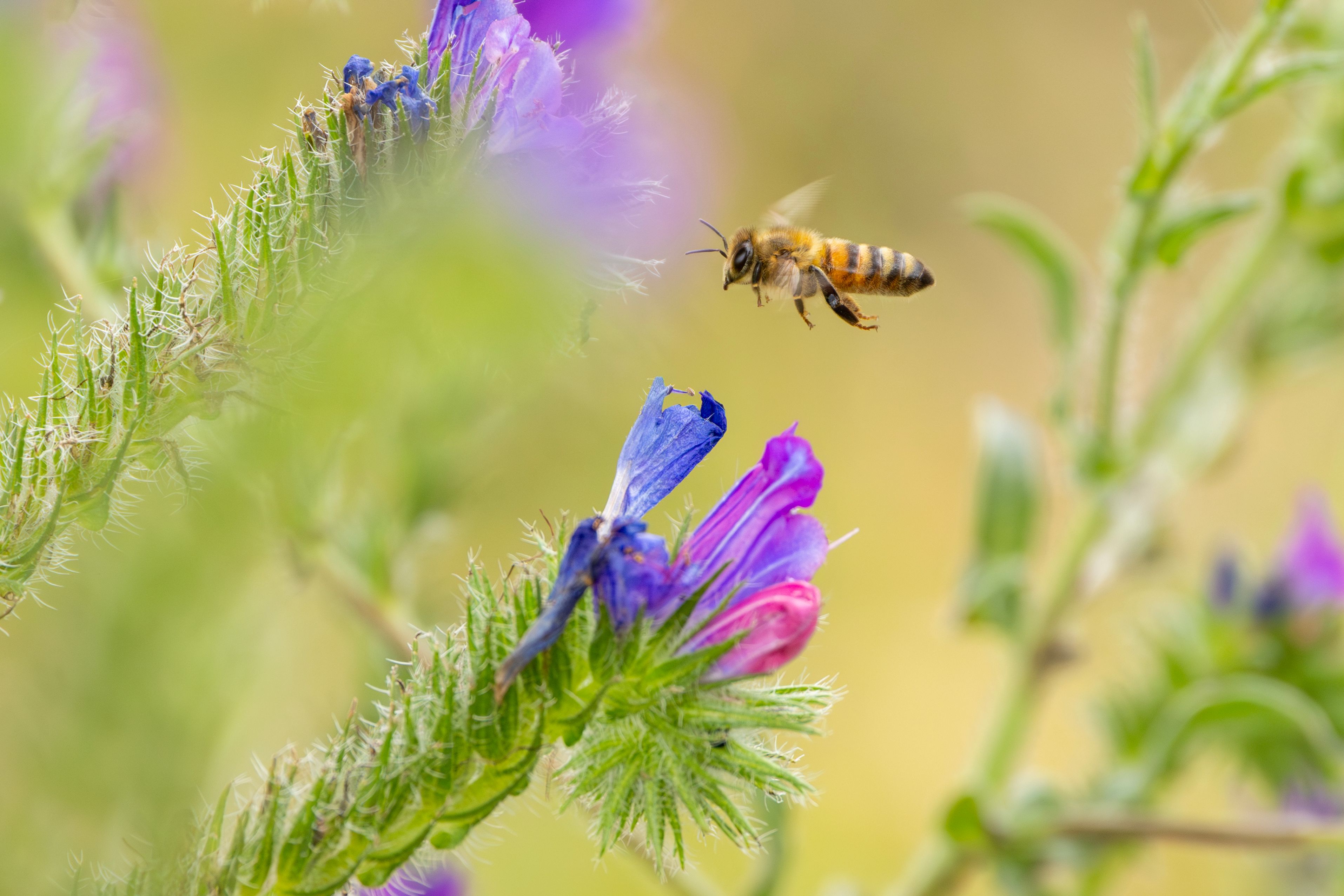 Honey Bee Pollinating Wildflowers in Australia · Free Stock Photo