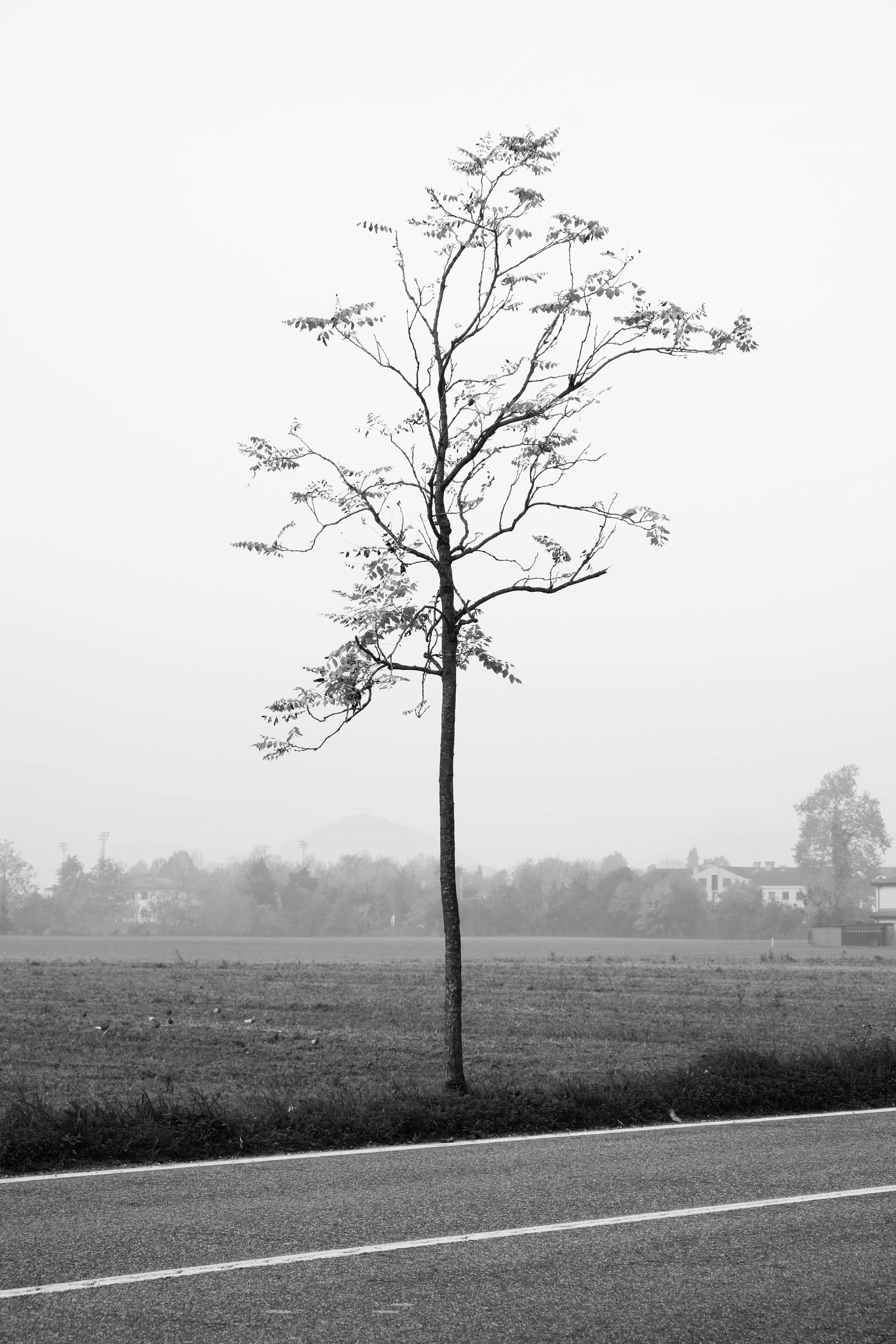 A lone tree stands against a foggy backdrop, showcasing minimalist beauty in a black and white setting.