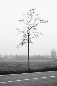 A lone tree stands against a foggy backdrop, showcasing minimalist beauty in a black and white setting.