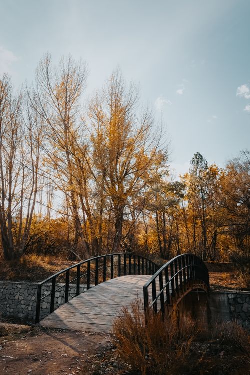 Serene Autumn Bridge in Woodland Setting · Free Stock Photo